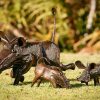 Warthogs by Birdwoods